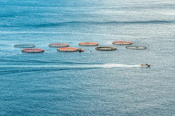 Vzdušný pohled shora na kruhy rybí aqua farmy v moři madeiry Portugalsko Evropa — Stock fotografie