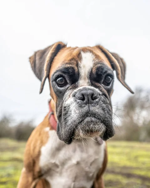 Divertido cara 9 meses viejo pura raza de oro cachorro alemán boxeador perro de cerca — Foto de Stock