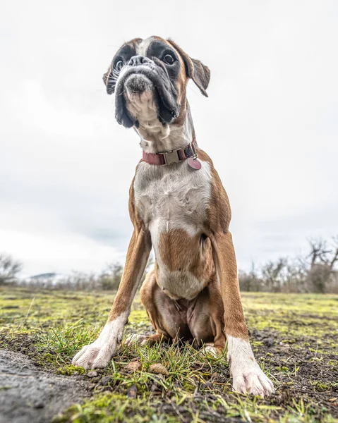 Cara engraçada 9 meses de idade puro filhote de cachorro dourado alemão boxer dog closeup — Fotografia de Stock