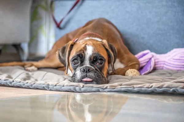 Vicces arc 9 hónapos fajtiszta arany kiskutya német bokszoló kutya közelkép — Stock Fotó