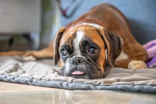 Vicces arc 9 hónapos fajtiszta arany kiskutya német bokszoló kutya közelkép — Stock Fotó
