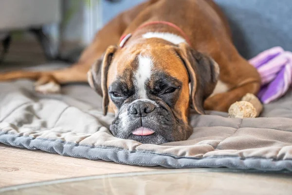 Funny face 9 months old purebred golden puppy german boxer dog closeup — Stock Photo, Image