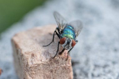 Ev sineği, köpek mamasının üzerine çok yakın oturuyor. Resim gri duvarda çekildi