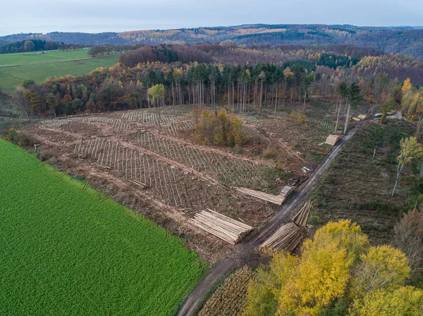 Vista aerea tagliata boscaglia nuova piantagione Germania ripiantato con alberello alberi decidui protetti con tubi di plastica — Foto Stock