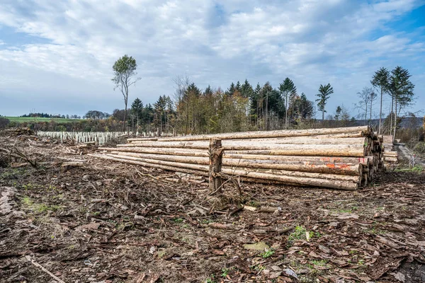 Τεμαχισμένα Woodland νέα φυτεία Γερμανία replanted με νέα δενδρύλλια φυλλοβόλα δέντρα προστατεύονται με πλαστικούς σωλήνες — Φωτογραφία Αρχείου