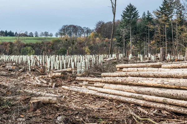 Τεμαχισμένα Woodland νέα φυτεία Γερμανία replanted με νέα δενδρύλλια φυλλοβόλα δέντρα προστατεύονται με πλαστικούς σωλήνες — Φωτογραφία Αρχείου