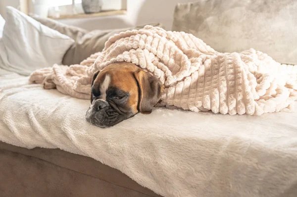 Cute face 9 months old purebred golden puppy german boxer dog closeup sleeping under blanket warming up cuddling — Stock Photo, Image