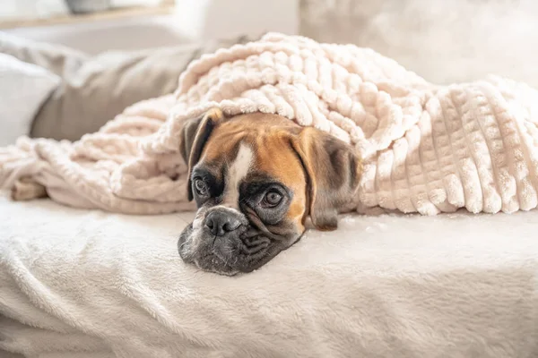 Aranyos arc 9 hónappal ezelőtt fajtiszta arany kiskutya német bokszoló kutya közelkép alszik alatt takaró bemelegítés — Stock Fotó