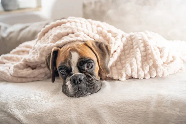 Cute face 9 months old purebred golden puppy german boxer dog closeup sleeping under blanket warming up cuddling — Stock Photo, Image