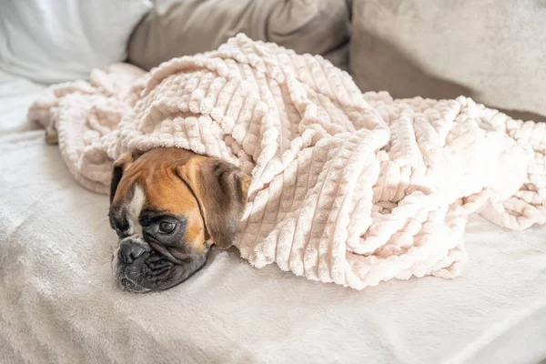 Cute face 9 months old purebred golden puppy german boxer dog closeup sleeping under blanket warming up cuddling — Stock Photo, Image