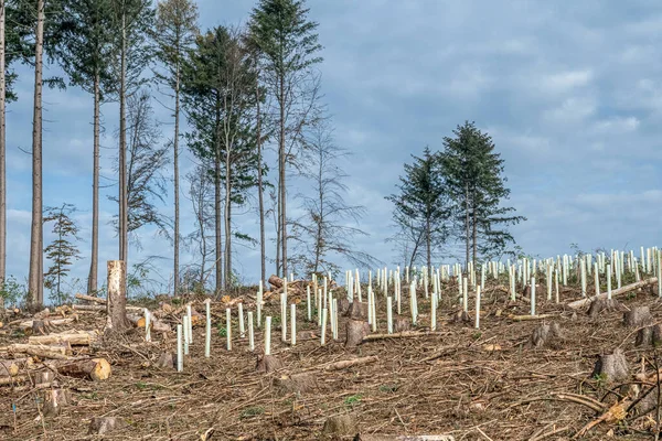 切り刻まれた森新しいプランテーションドイツは、プラスチックチューブで保護された新しい苗木の落葉樹で植え替えられました。 — ストック写真