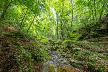Berdorf Mullerthal Lüksemburg 'da Kum Taşı kaya oluşumları ile güzel yeşil orman yürüyüş yolu.