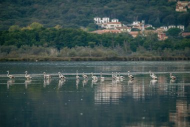 Şafakta flamingolar Korsika 'daki Biguglia göletinin sularının ortasında arka planda Bastia Uzun otları yakınında.