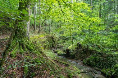 Berdorf Mullerthal Lüksemburg 'da Kum Taşı kaya oluşumları ile güzel yeşil orman yürüyüş yolu.