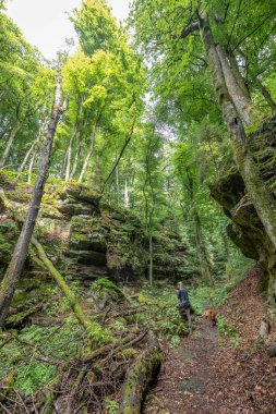 Berdorf Mullerthal Lüksemburg 'da Kum Taşı kaya oluşumları ile güzel yeşil orman yürüyüş yolu.