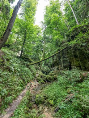 Berdorf Mullerthal Lüksemburg 'da Kum Taşı kaya oluşumları ile güzel yeşil orman yürüyüş yolu.