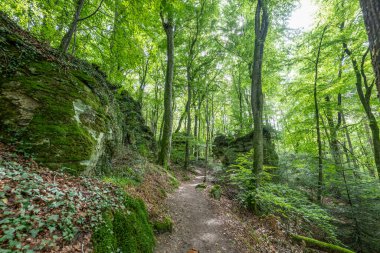 Berdorf Mullerthal Lüksemburg 'da Kum Taşı kaya oluşumları ile güzel yeşil orman yürüyüş yolu.