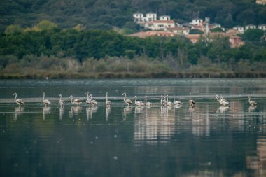 Şafakta flamingolar Korsika 'daki Biguglia göletinin sularının ortasında arka planda Bastia Uzun otları yakınında.