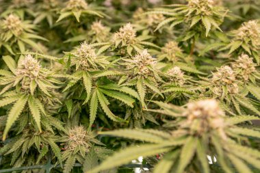 dişi çiçek marihuana SoG Yeşil Ağ Denizi kenevir yetiştirme tekniği kapalı alanda ot yetiştirme sahne gelişimi tıbbi.