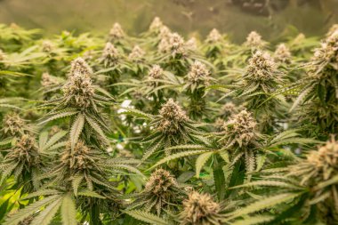 dişi çiçek marihuana SoG Yeşil Ağ Denizi kenevir yetiştirme tekniği kapalı alanda ot yetiştirme sahne gelişimi tıbbi.