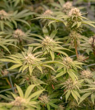 Erken çiçek açan dişi marihuana Yeşil Ağ Denizi kenevir yetiştirme tekniği kapalı alanda ot yetiştirme sahne gelişimi tıbbi gelişim.