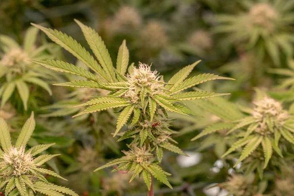 Erken çiçek açan dişi marihuana Yeşil Ağ Denizi kenevir yetiştirme tekniği kapalı alanda ot yetiştirme sahne gelişimi tıbbi gelişim.