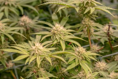 Erken çiçek açan dişi marihuana Yeşil Ağ Denizi kenevir yetiştirme tekniği kapalı alanda ot yetiştirme sahne gelişimi tıbbi gelişim.