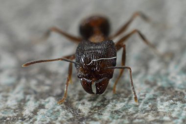 Kahverengi arkaplanda kahverengi karıncanın makrosu