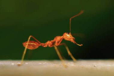Doğadaki böceğe yakın, vahşi yaşam konsepti