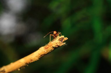 kapalı - böcek, seçici odak