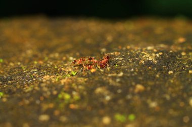 Kırmızı ve sarı bir çiçeğe yaklaş