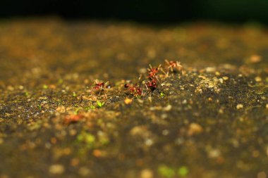 Kırmızı ve sarı bir çiçeğe yaklaş
