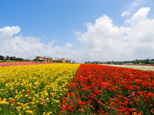 Campos anuais de flores da primavera em Carlsbad shopping outlet . — Fotografia de Stock