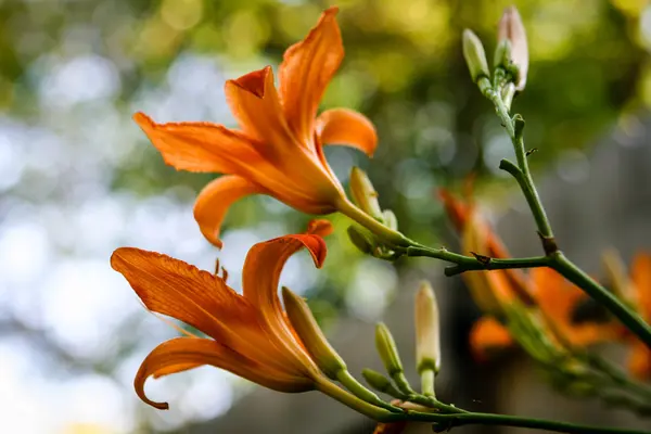 Daylily çiçek yukarıya doğru gökyüzüne doğru ulaşmak