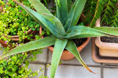 Botanik bahçesinde çiçek açan yeşil aloe bitkisi, doğada organik güzellikler sergiliyor..