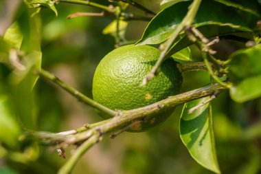 Single Unripe Green Orange Hanging from Tree Branch, fresh produce, organic farming, agriculture, fruit development, and healthy eating.