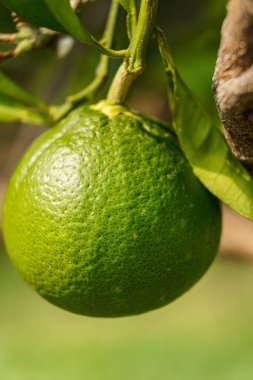 Single Unripe Green Orange Hanging from Tree Branch, fresh produce, organic farming, agriculture, fruit development, and healthy eating.
