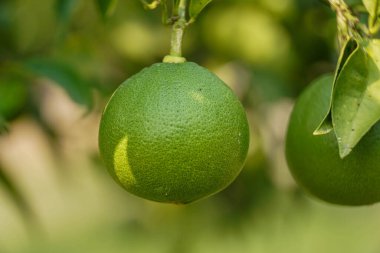 Single Unripe Green Orange Hanging from Tree Branch, fresh produce, organic farming, agriculture, fruit development, and healthy eating.