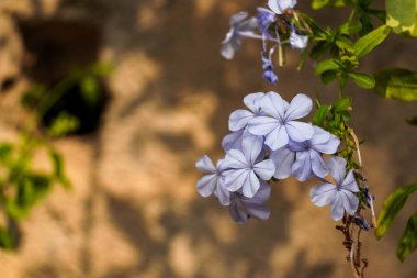 Parlak Mavi Plumbago Çiçekleri Kümesi, sükunet, güzellik, büyüme ve bahçıvanlık, doğa ve yaz manzarası ile ilgili konular için mükemmeldir..