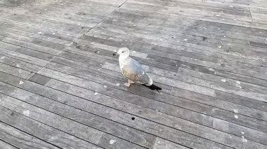 Martı Barcelona Port Vell, İspanya 'nın tahta kaldırımında dinleniyor.