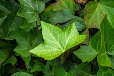 Çeşitli tonlar ve dokulara sahip yemyeşil sarmaşık yapraklarının yakın çekimi.