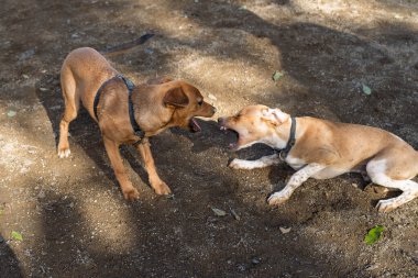 İki enerjik kahverengi köpek oyun oynuyor, etkileşimde bulunuyor ve güneşli bir açık hava köpek parkında birbirlerini eğlenceli bir şekilde ısırıyorlar..
