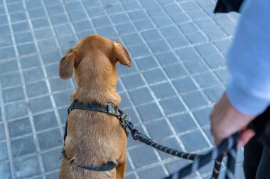 Kiremitli kaldırımda kahverengi bir köpeği gezdiren biri..