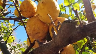 Parlak yaz güneşinin altında, bir meyve bahçesinde, bir ağaç dalında yetişen güzel sarı limon görüntüsü..