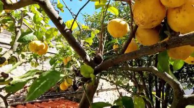 Parlak yaz güneşinin altında, bir meyve bahçesinde, bir ağaç dalında yetişen güzel sarı limon görüntüsü..