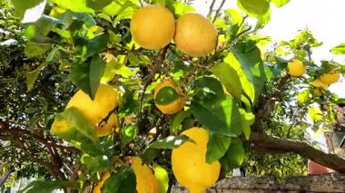 Parlak yaz güneşinin altında, bir meyve bahçesinde, bir ağaç dalında yetişen güzel sarı limon görüntüsü..