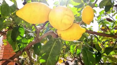 Parlak yaz güneşinin altında, bir meyve bahçesinde, bir ağaç dalında yetişen güzel sarı limon görüntüsü..