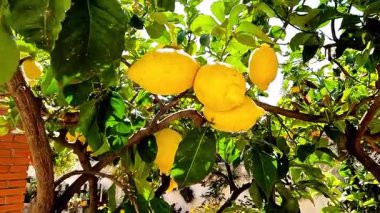 Parlak yaz güneşinin altında, bir meyve bahçesinde, bir ağaç dalında yetişen güzel sarı limon görüntüsü..