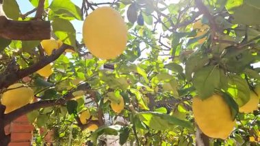 Olgun sarı limonları olan bir limon ağacı güneş ışığı altında yeşil yaprakların arasında asılı duruyor.