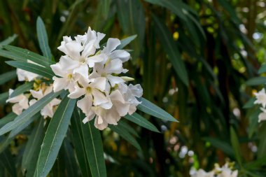 Uzun yeşil yapraklı beyaz zakkum çiçekleri, yumuşak doğal ışıklandırma, bulanık yeşil arka plan.
